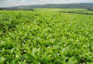 Iran paying out money to local tea farmers