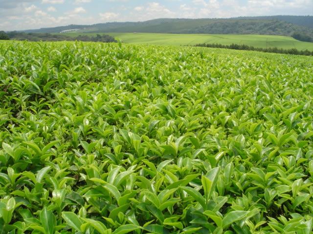 Iranian company eyes implementing investment project in Uzbekistan’s tea production