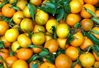 Iran eyes to raising citrus fruit exports to China and Russia