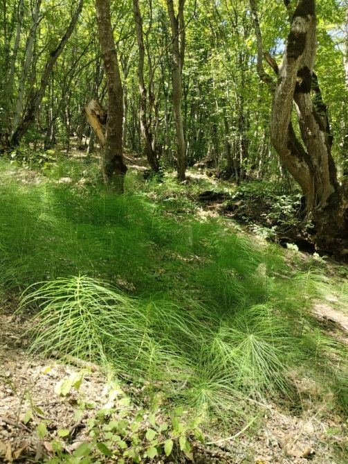 Some 185,522 tourists visit national parks in summer