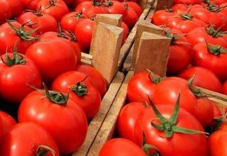 Turkmenistan's tomato exports to Kyrgyzstan decreases