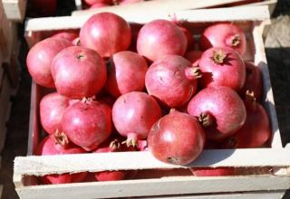 Pomegranates will become a brand of Fergana