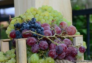 Russia's Rosselkhoznadzor reveals volume of grapes imported from Uzbekistan