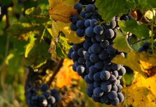 Tajikistan records increase in volume of grape harvest