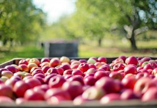 Uzbekistan increases apple exports in 10M2022
