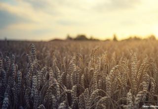 Kyrgyzstan's import of wheat, rye increases by some 40% year on year