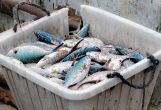 Iran shares data on fishery exports