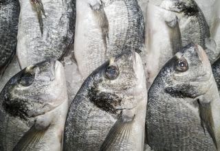 Iran’s fishery exports growing – deputy minister