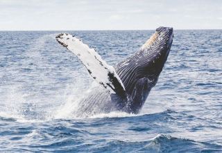 UN delegates reach historic agreement on protecting marine biodiversity in international waters