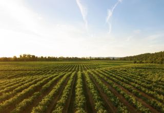 Italy, Uzbekistan in talks to implement green economy in agricultural sector